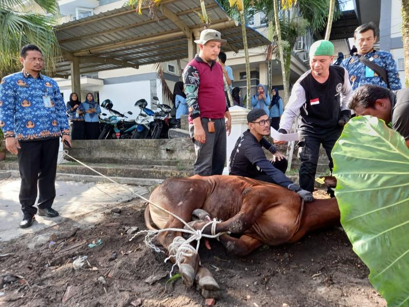 1445 H, DLHK Babel Sembelih 3 Ekor Hewan Kurban 