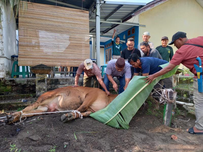 Dinas Lingkungan Hidup dan Kehutanan Babel Laksanakan Kurban Idul Adha 1446 H